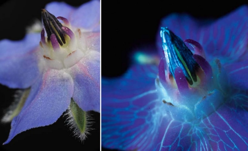 fleur bourrage à la lumière ultraviolet