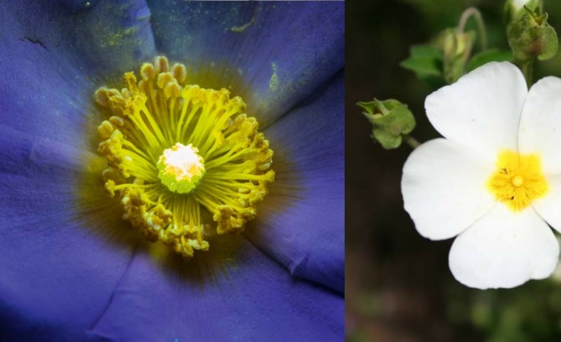 fleur de ciste à la lumière ultraviolette