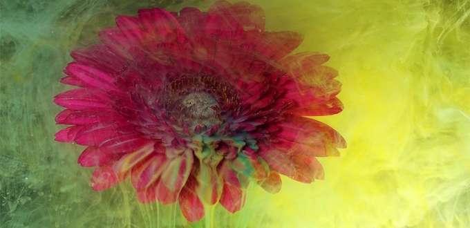 fleur exposition immersive peinture