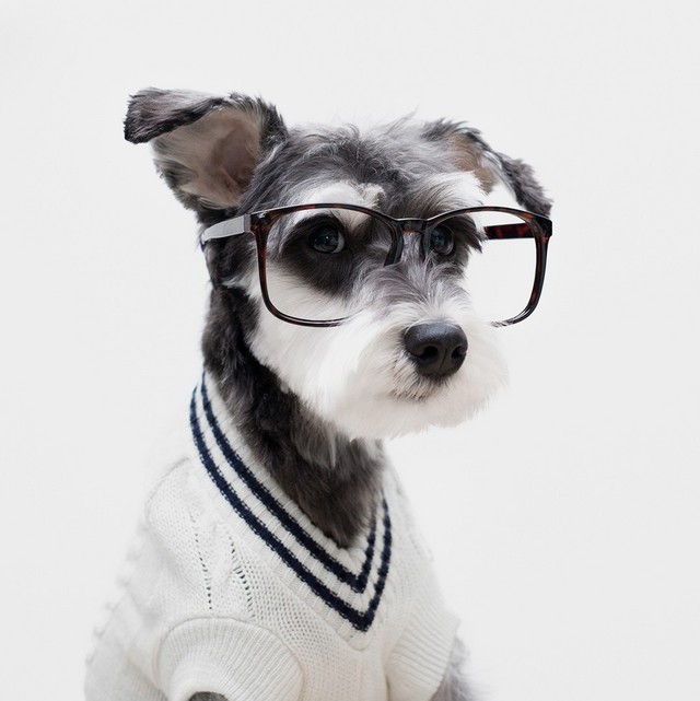 dog's style
