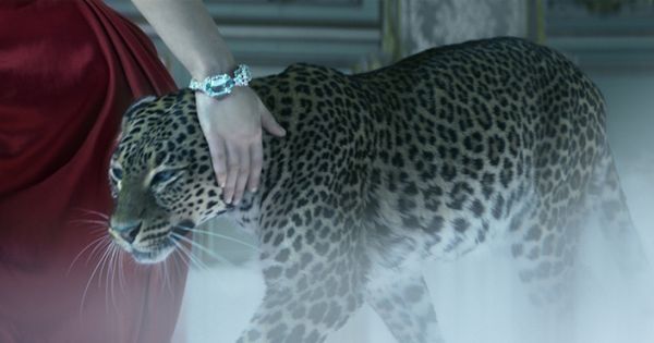 leopard cartier,Quality assurance,protein-burger.com