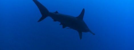 actu_19705_vignette actu_19705_vignette