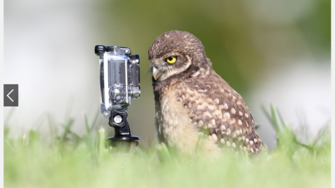 actu_25113_vignette_alaune