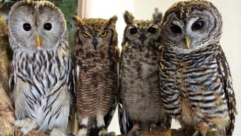 actu_25209_vignette_alaune