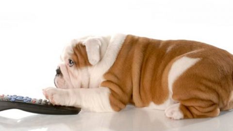 actu_25877_vignette_alaune