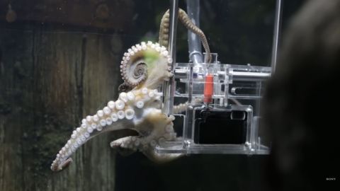 actu_25962_vignette_alaune