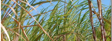 actu_26555_vignette_alaune actu_26555_vignette_alaune