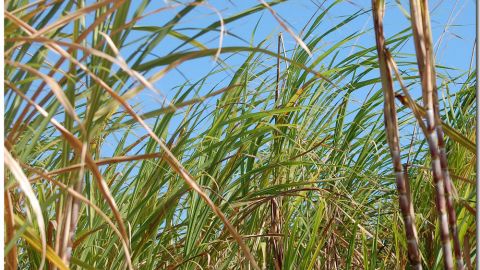 actu_26555_vignette_alaune