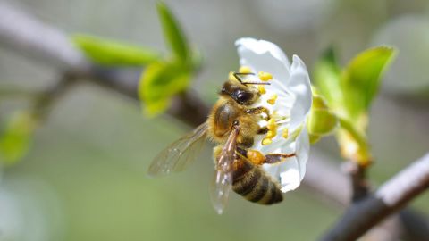 actu_26812_vignette_alaune