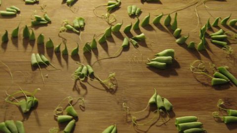 actu_26879_vignette_alaune