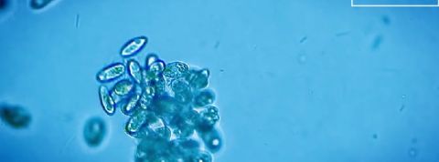 actu_27844_vignette_alaune actu_27844_vignette_alaune