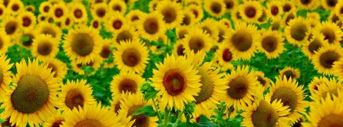 actu_30464_vignette_alaune actu_30464_vignette_alaune