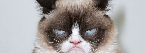 - The Grumpy Guide To Life: Observations By Grumpy Cat - Book Launch Party - The Grumpy Guide To Life: Observations By Grumpy Cat - Book Launch Party