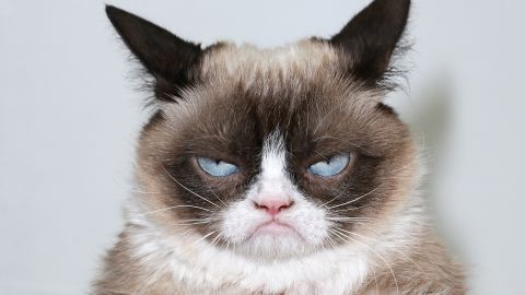  - The Grumpy Guide To Life: Observations By Grumpy Cat -  Book Launch Party