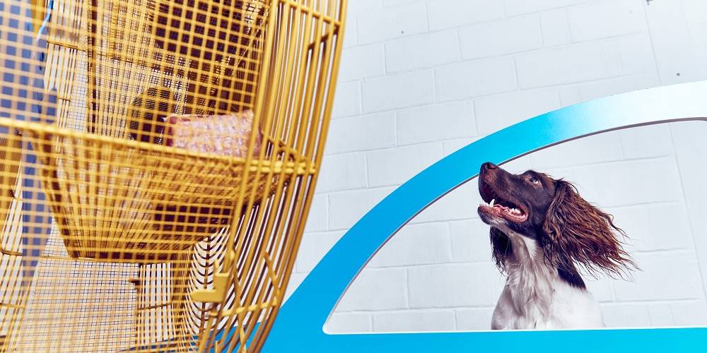 Contemporary art exhibition just for dogs Contemporary art exhibition just for dogs
