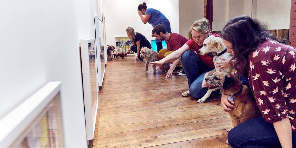 Contemporary art exhibition just for dogs Contemporary art exhibition just for dogs