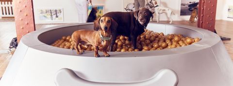 Contemporary art exhibition just for dogs Contemporary art exhibition just for dogs