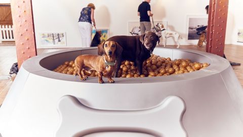 Contemporary art exhibition just for dogs