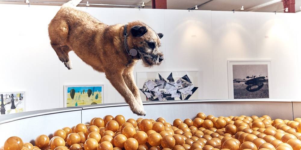 Contemporary art exhibition just for dogs Contemporary art exhibition just for dogs