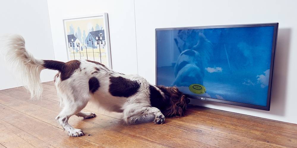 Contemporary art exhibition just for dogs Contemporary art exhibition just for dogs