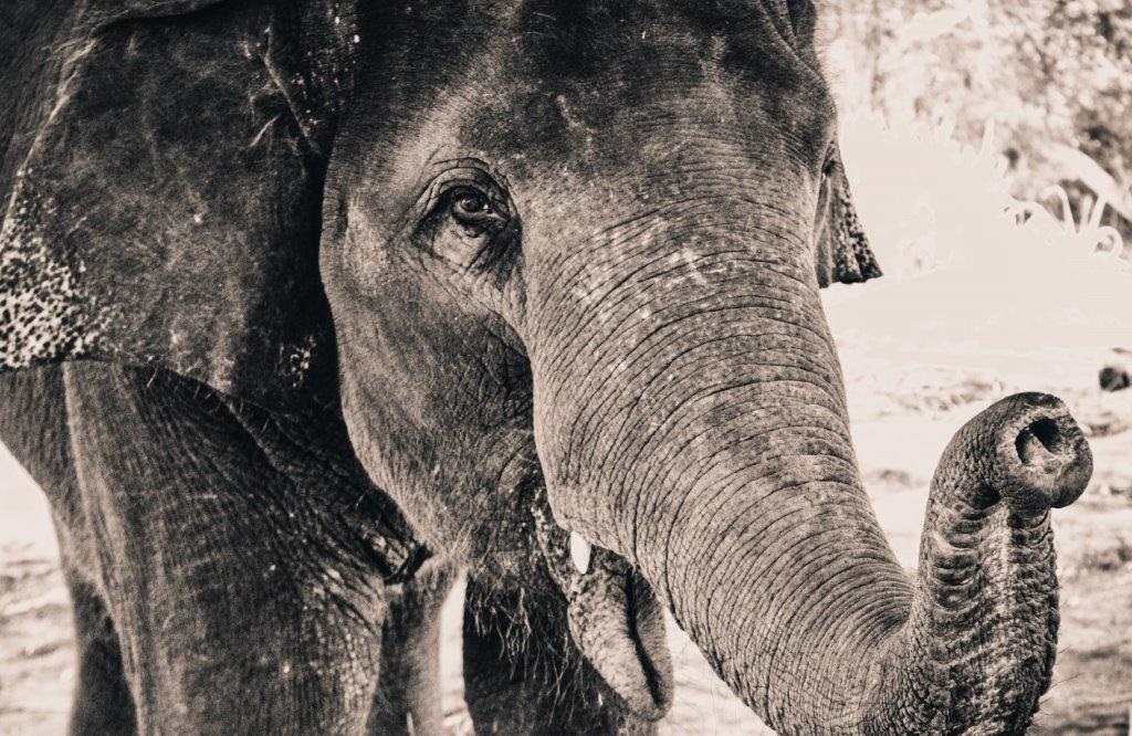elephant elephant