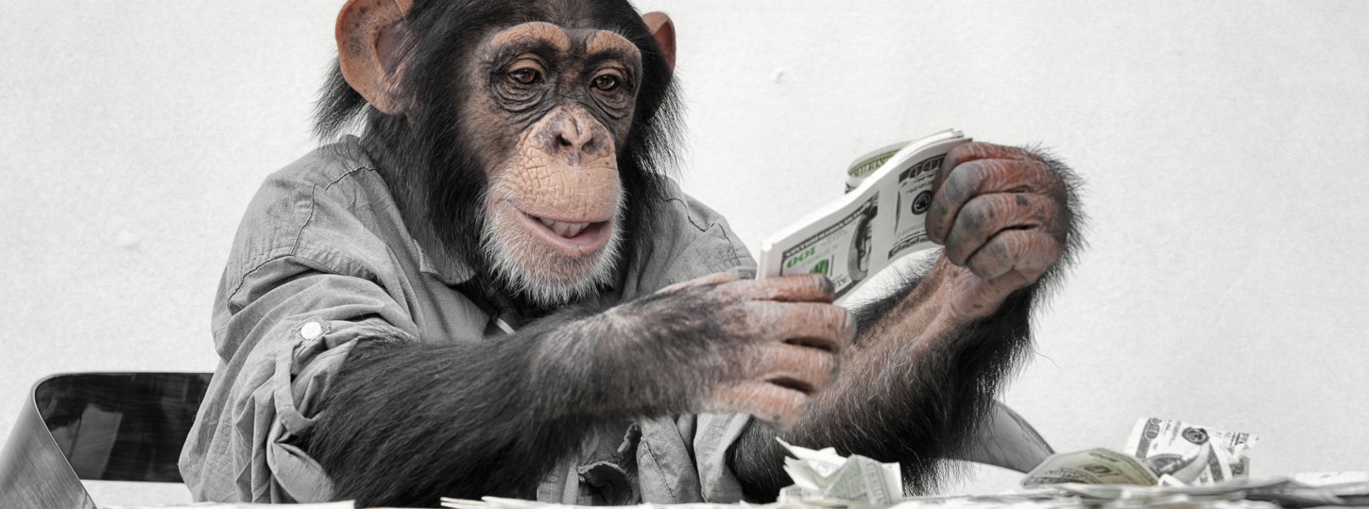monkey money monkey money