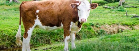 vache vache