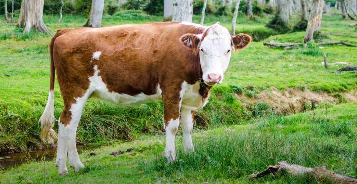 vache vache