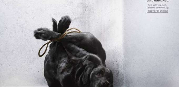 animal-garbage-3 animal-garbage-3