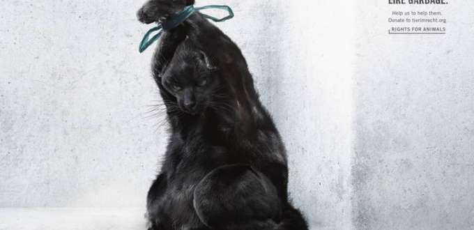 animal-garbage-5 animal-garbage-5