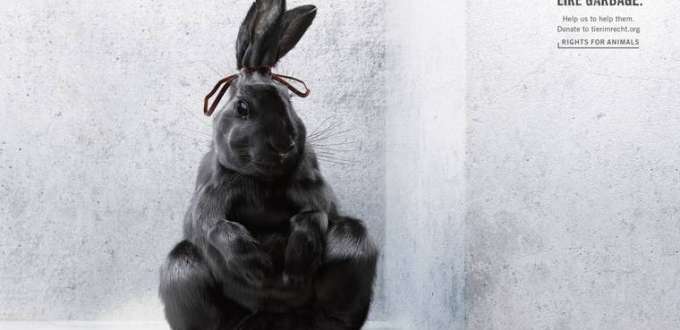 animal-garbage-6 animal-garbage-6