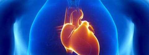 coeur-organe-humain coeur-organe-humain