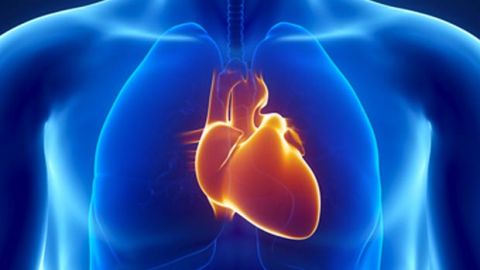 coeur-organe-humain coeur-organe-humain