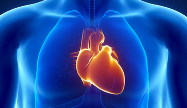 coeur-organe-humain coeur-organe-humain
