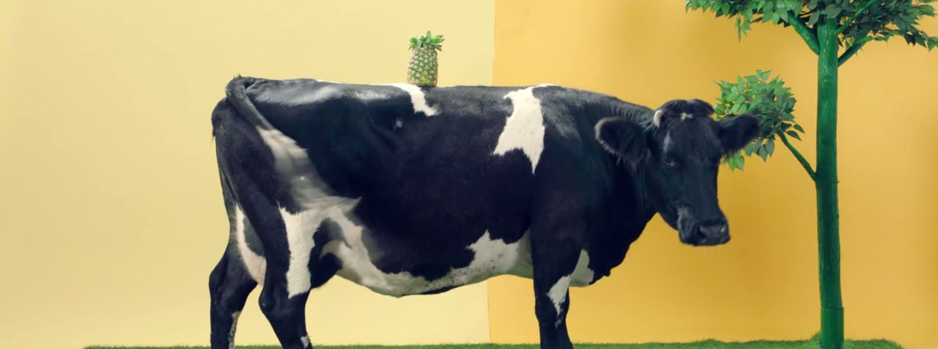 vache anans vache anans