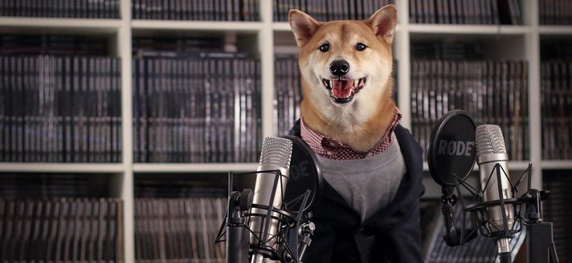 chien influenceur chien influenceur