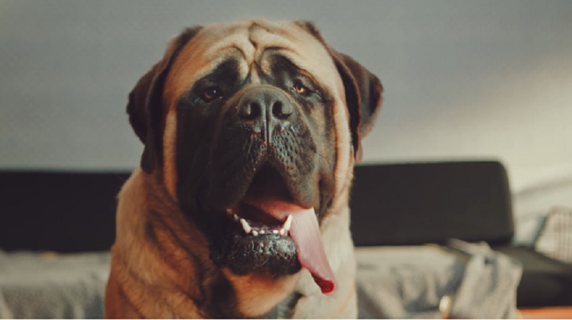 chien chien
