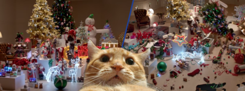 trois unes chat trois unes chat