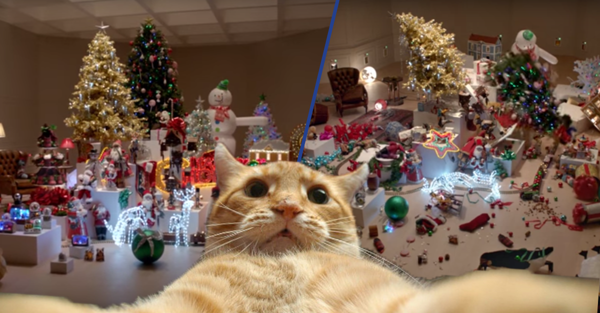 trois unes chat trois unes chat