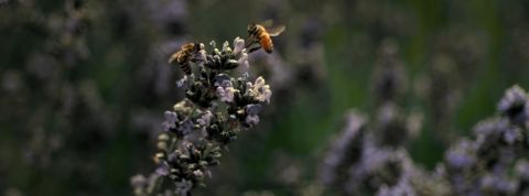 abeilles realite virtuelle abeilles realite virtuelle