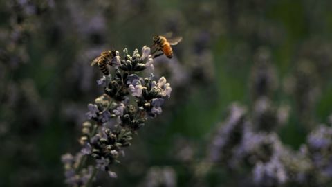 abeilles realite virtuelle abeilles realite virtuelle