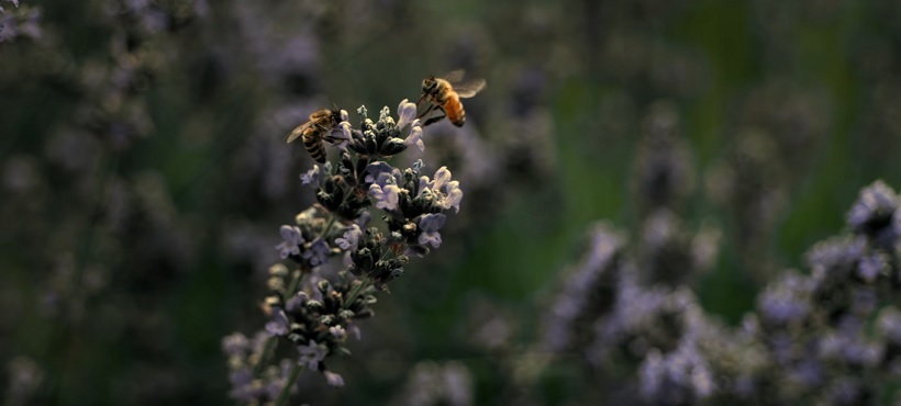 abeilles realite virtuelle abeilles realite virtuelle