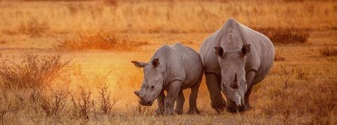 fondation sigfox fondation sigfox