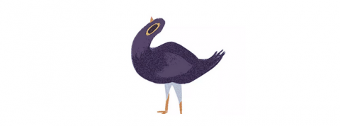 adn_pigeon adn_pigeon