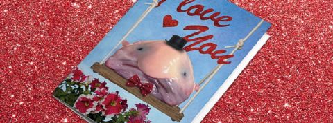blobfish blobfish