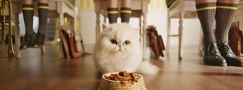 chat chat