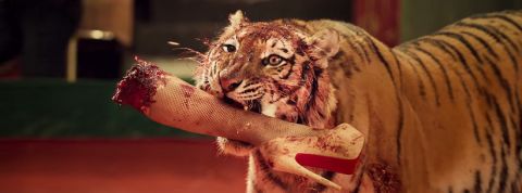 clip-russe-wtf clip-russe-wtf