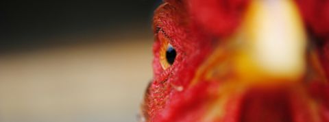 coq coq