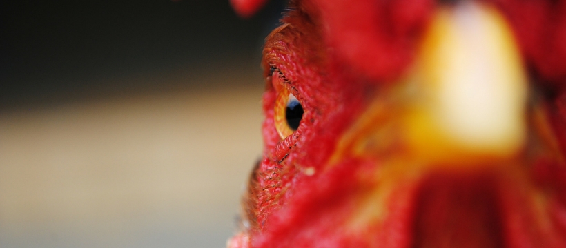 coq coq