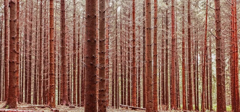 foret-pins foret-pins